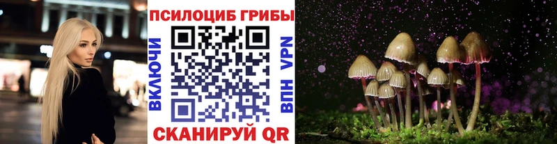 Псилоцибиновые грибы мицелий  блэк спрут ссылка  Каменногорск 